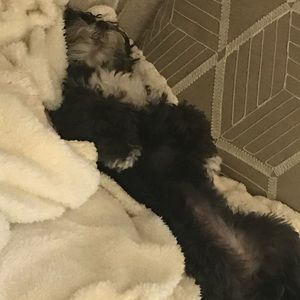 Meet your Posher, Donna